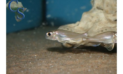 Xenotilapia ornatipinnis burundi